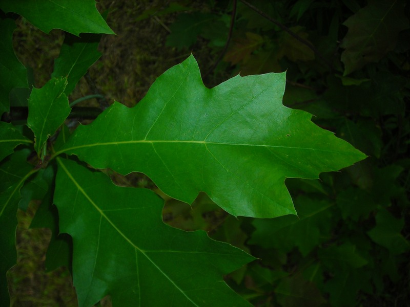 Изображение особи Quercus rubra.