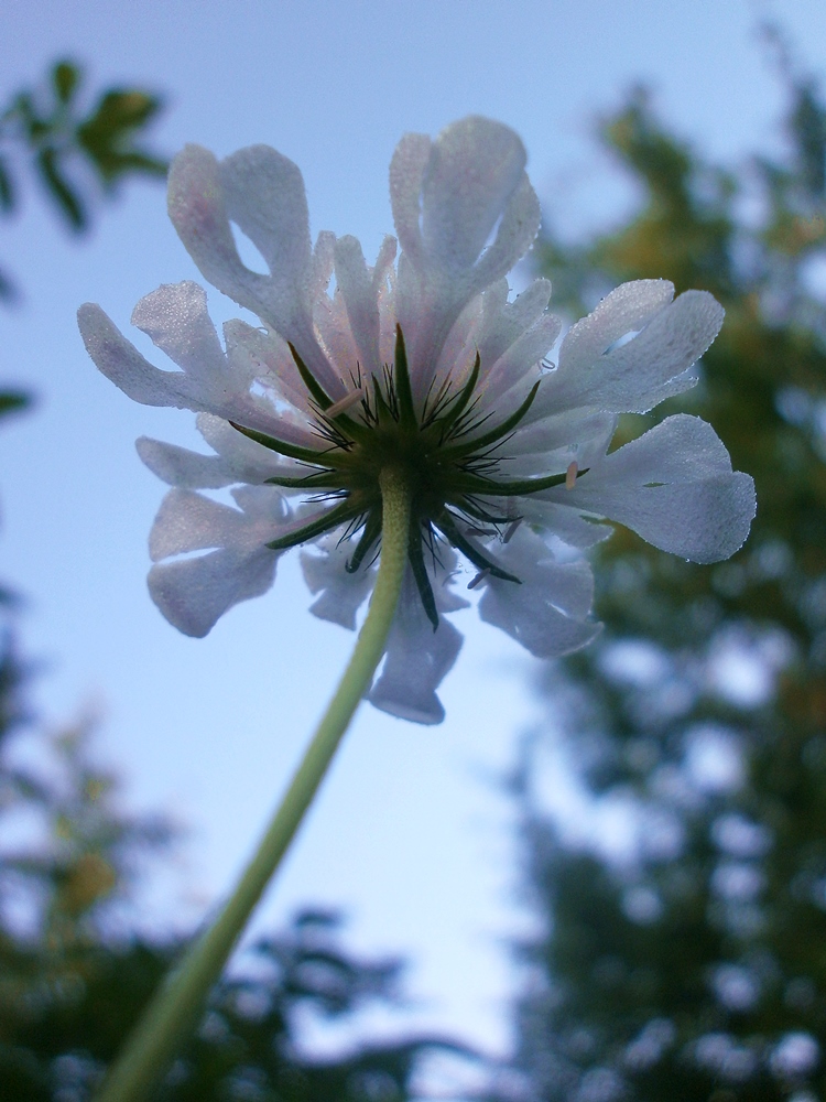 Изображение особи Scabiosa columbaria.