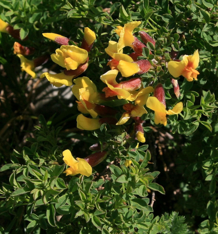 Изображение особи Chamaecytisus polytrichus.