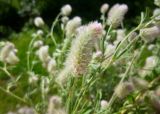 Trifolium arvense