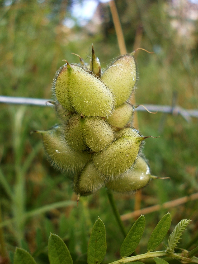 Изображение особи Astragalus cicer.