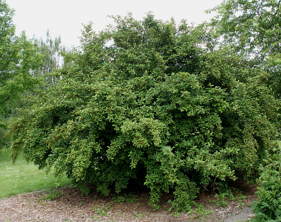 Image of Elaeagnus multiflora specimen.