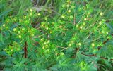 Euphorbia semivillosa