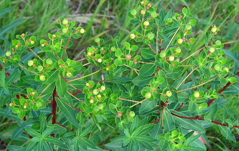 Изображение особи Euphorbia semivillosa.