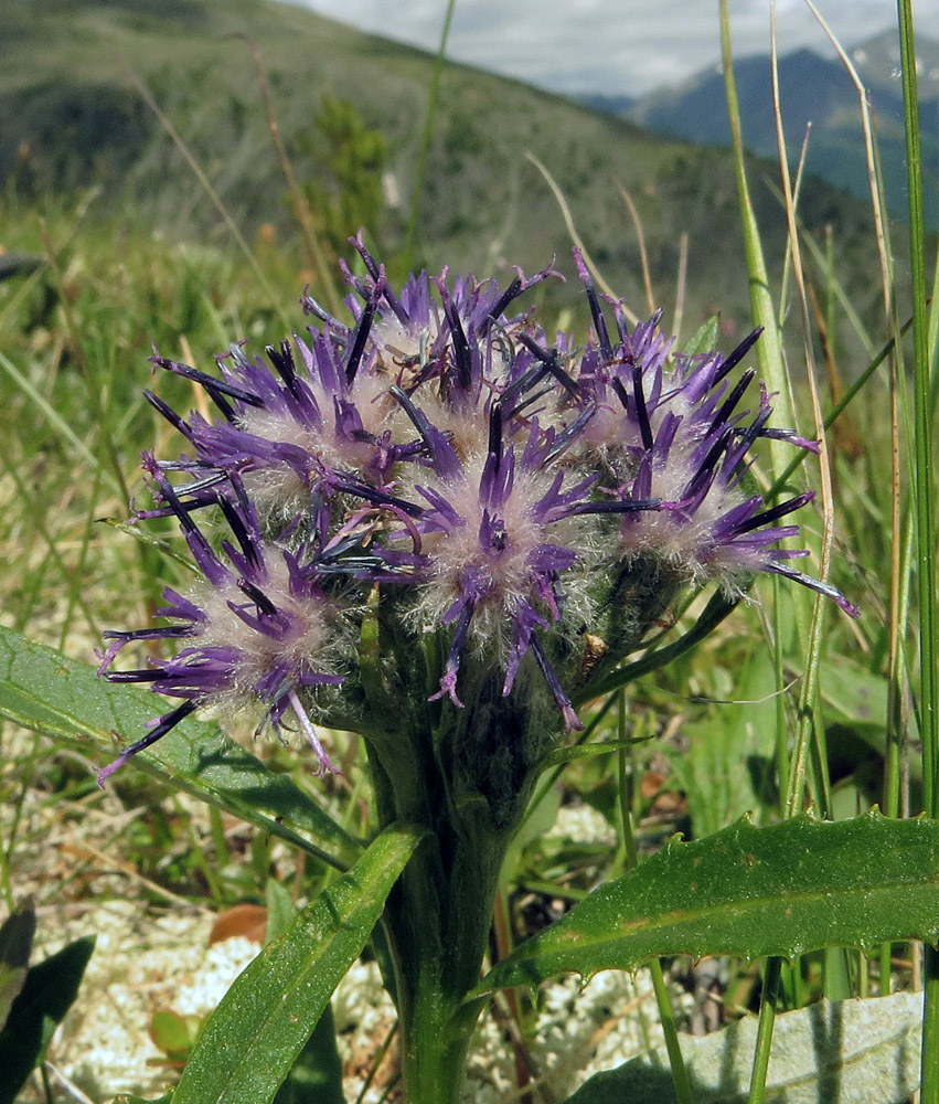 Image of Saussurea subacaulis specimen.