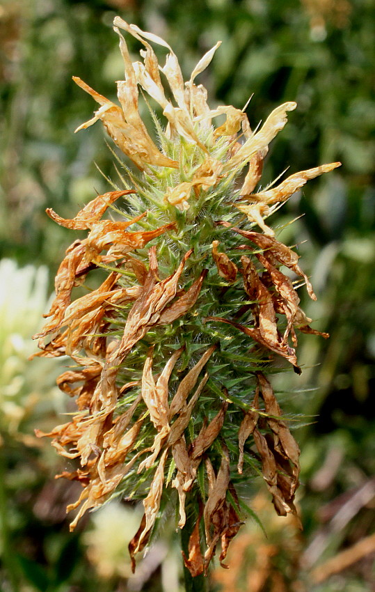 Изображение особи Trifolium ochroleucon.