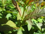genus Salix. Средняя часть молодого побега. Украина. г. Киев, лес на восточной окраине, под линией электропередач. 29.08.2014.