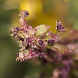 Lipandra polysperma. Завязи. Саратов, Октябрьское ущелье. 13.09.2014.