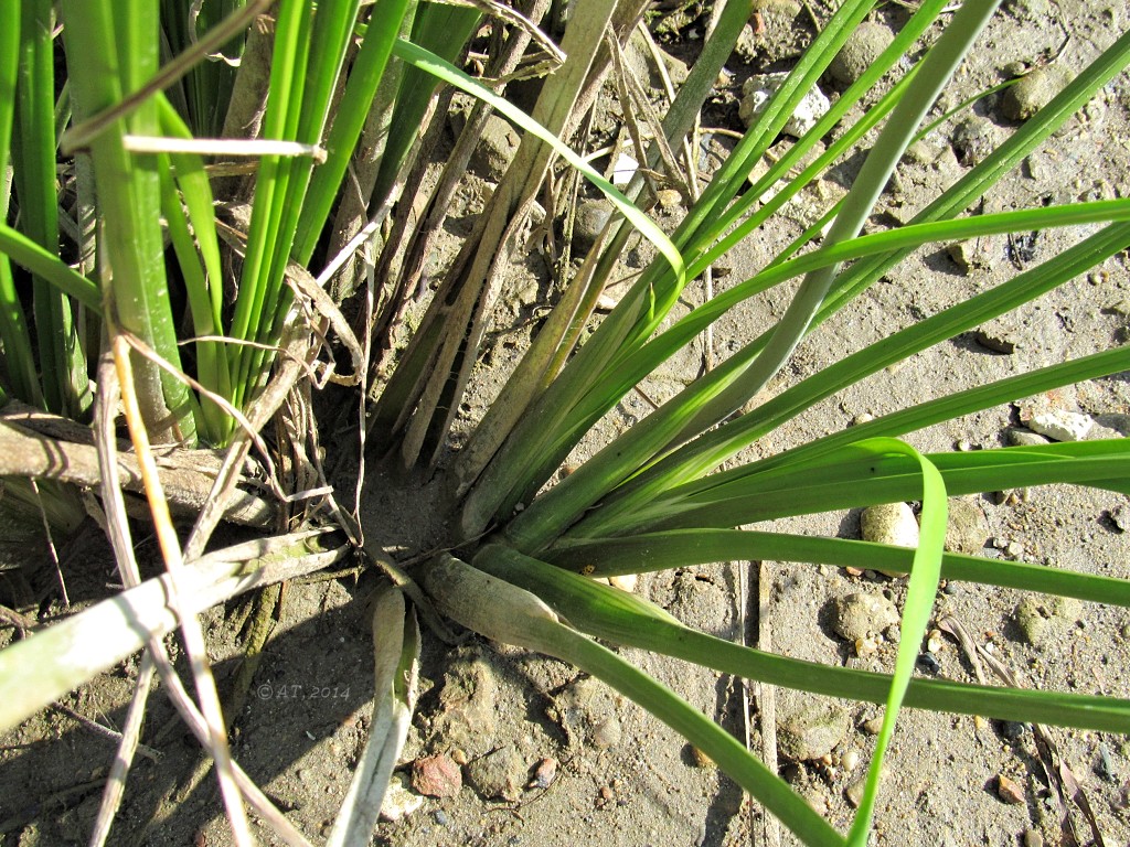 Image of Butomus umbellatus specimen.