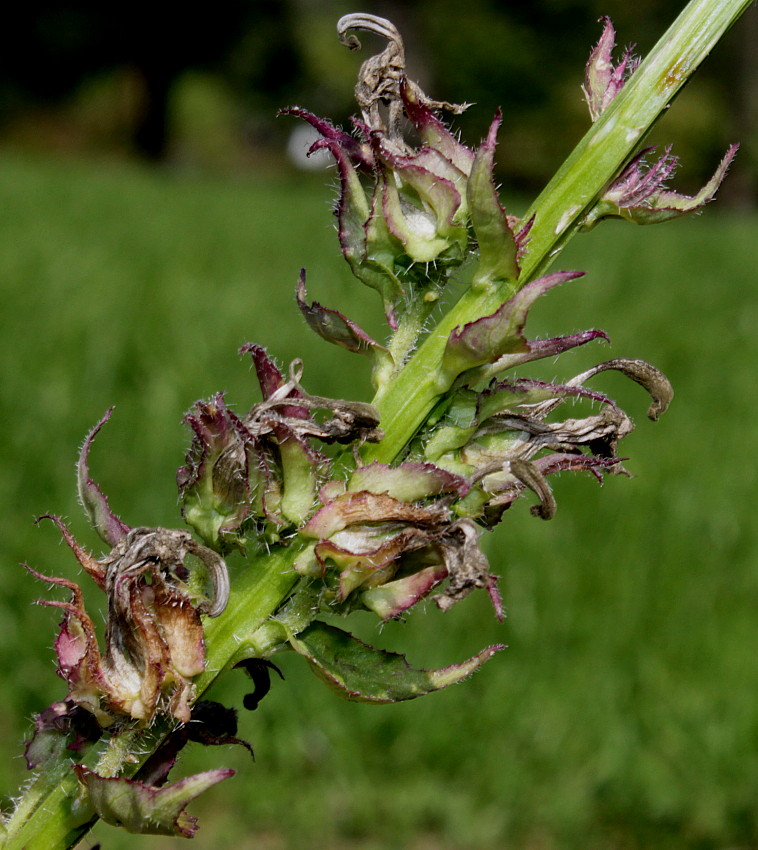 Изображение особи Lobelia siphilitica.