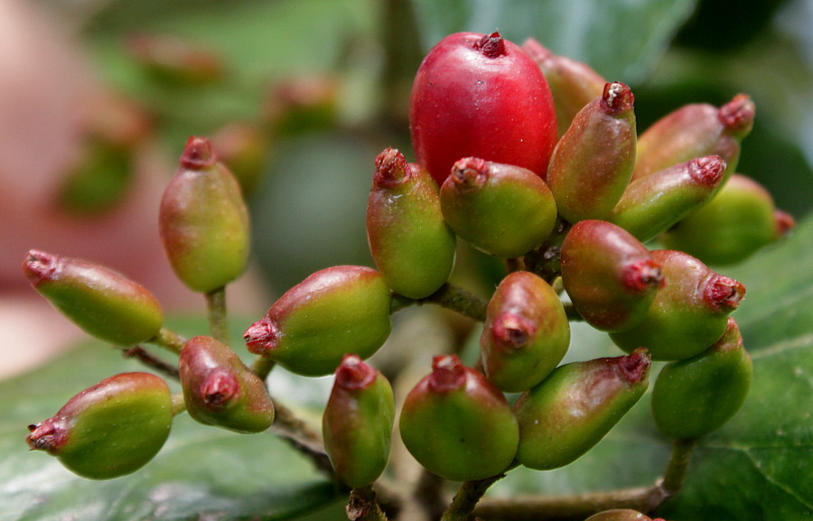 Image of Viburnum &times; burkwoodii specimen.