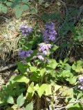 Campanula ruthenica. Цветущие растения. Крым, Ялта, ущелье Уч-Кош. 05.08.2009.