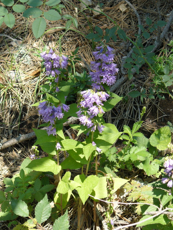 Image of Campanula ruthenica specimen.