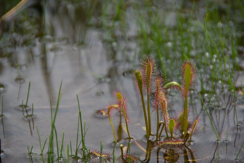 Изображение особи Drosera anglica.