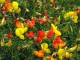 Lotus corniculatus. Цветущее растение на лугу. Нидерланды, Северное море, остров Схирмонниког. Июнь 2007 г.