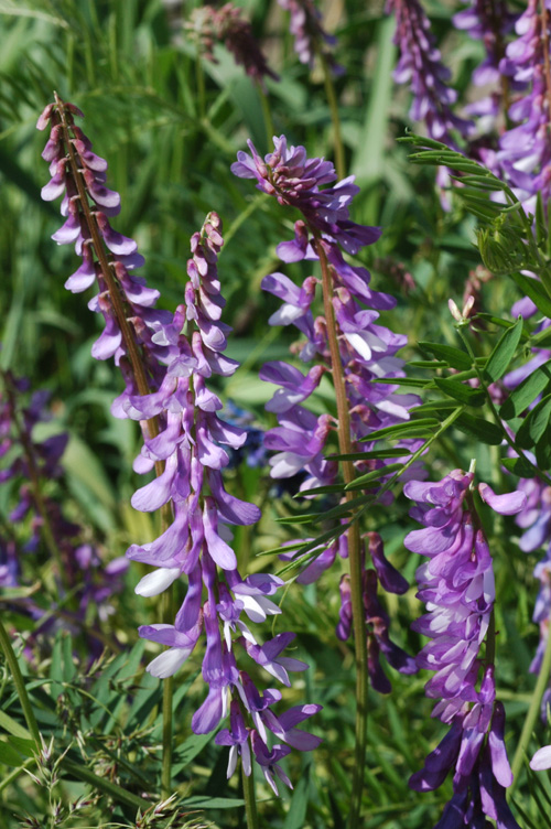 Изображение особи Vicia tenuifolia.