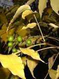 Phellodendron amurense. Верхушка побега с соплодием. Томск, парк \"Университетская роща\". 23.09.2009.