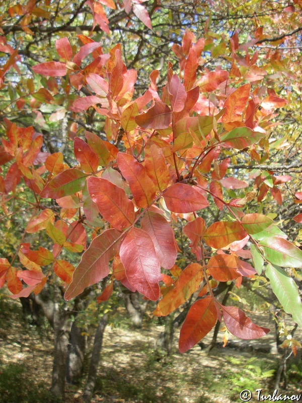Image of Pistacia mutica specimen.