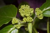 Hydrangea petiolaris. Соцветия с нераскрывшимися бутонами. Московская обл., Раменский р-н, окр. дер. Хрипань, дачный участок. 18.05.2009.