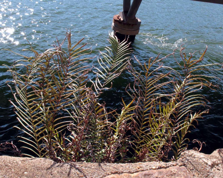 Изображение особи Pteris vittata.