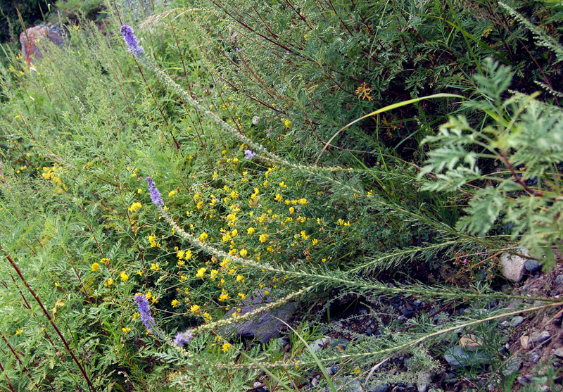 Image of Veronica pinnata specimen.