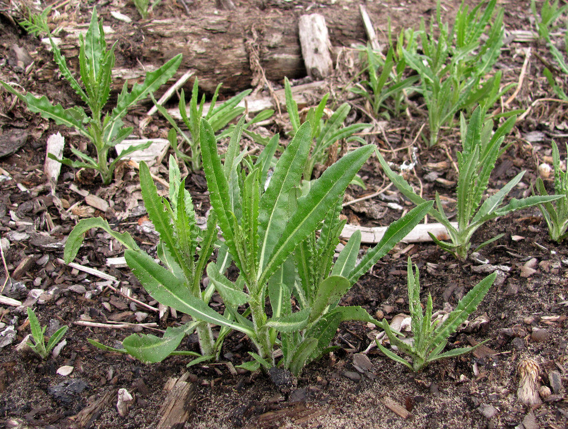 Image of Cirsium setosum specimen.