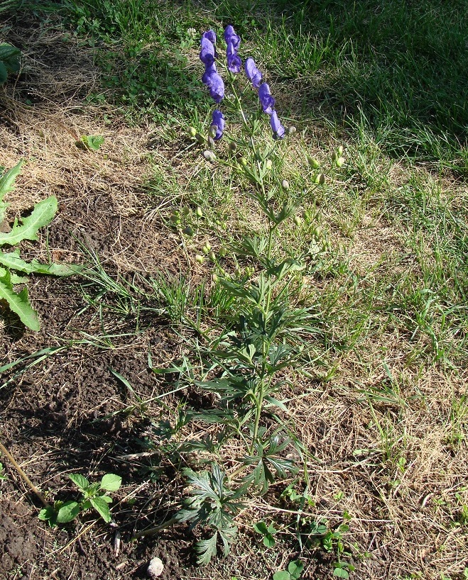 Изображение особи Aconitum ambiguum.