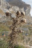 genus Cirsium. Плодоносящее растение в горной степи. Черногория, нац. парк Дурмитор. 14.10.2014.