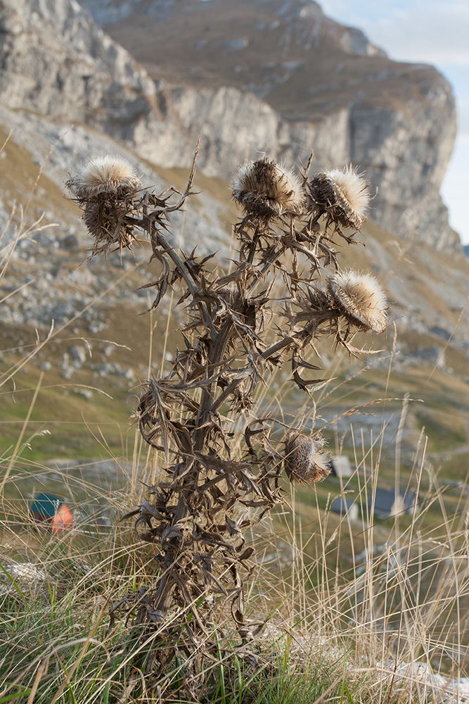 Изображение особи род Cirsium.