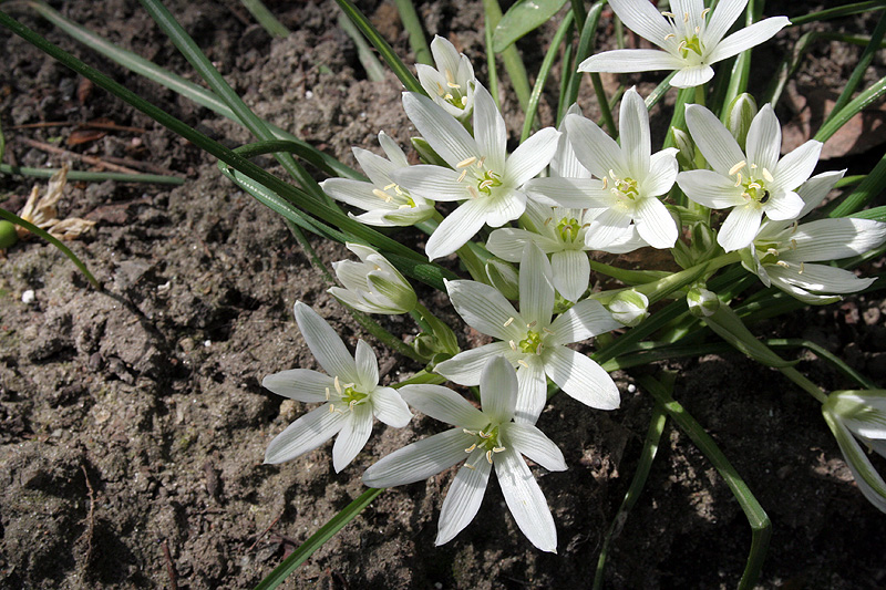 Изображение особи Ornithogalum refractum.