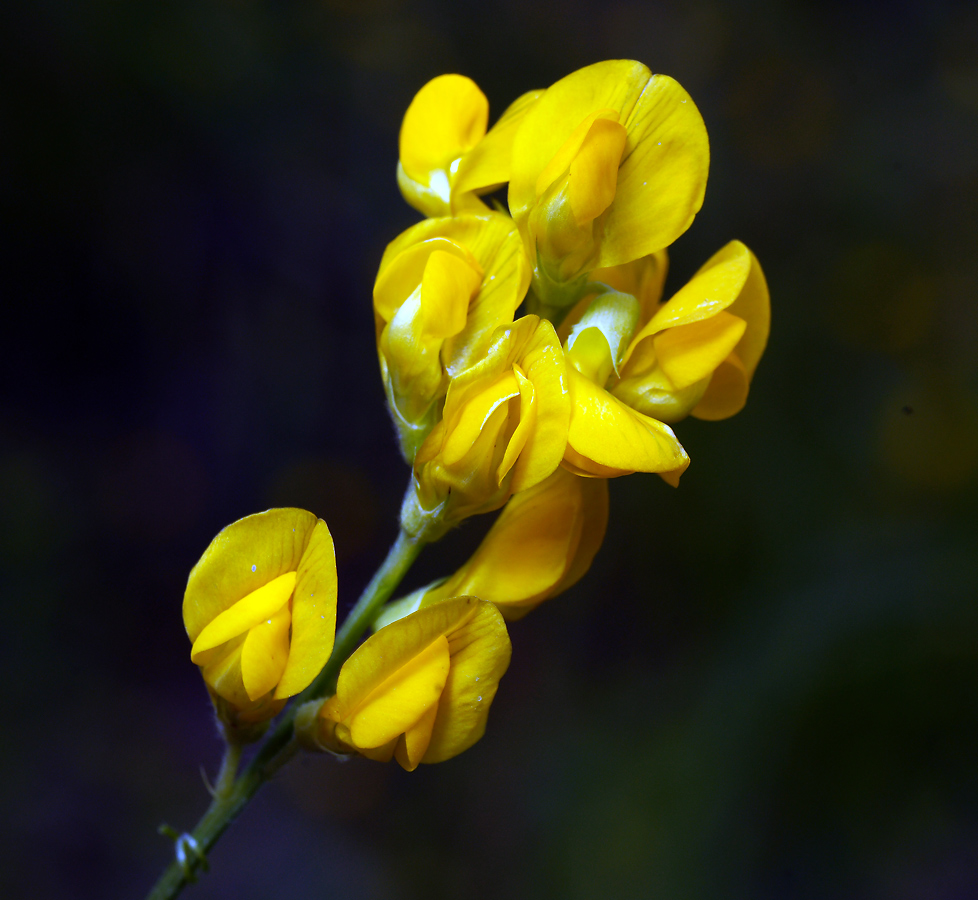 Image of Lathyrus pratensis specimen.