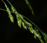 genus Poa. Соцветие. Московская обл., Раменский р-н, окр. ж.-д. платформы Хрипань, просека под ЛЭП. 22.06.2015.