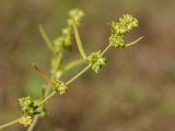 Atriplex littoralis. Побег с соплодиями. Ленинградская обл., побережье в р-не пос. Большая Ижора, близ берега озерка между песчаными береговыми валами. 30.08.2015.