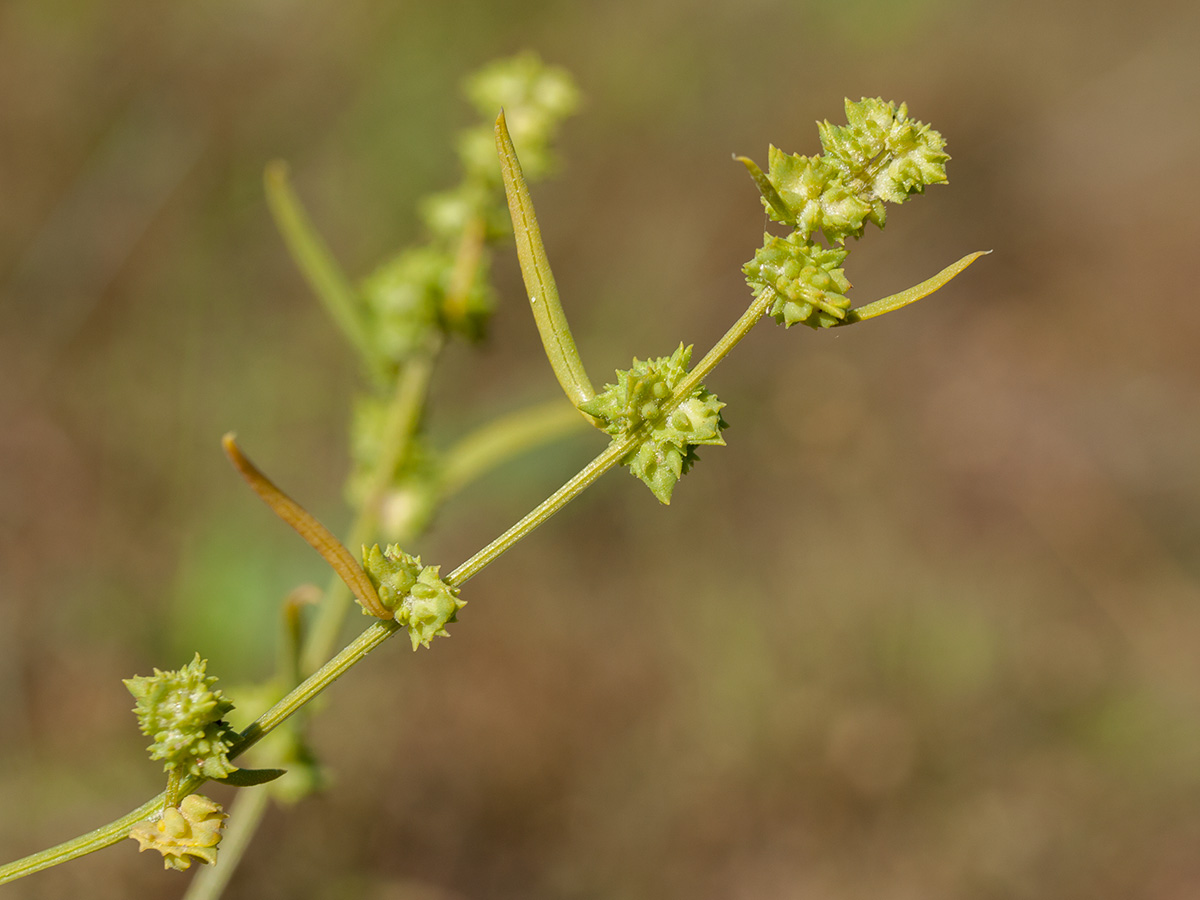 Изображение особи Atriplex littoralis.