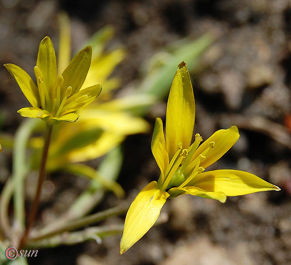 Image of genus Gagea specimen.