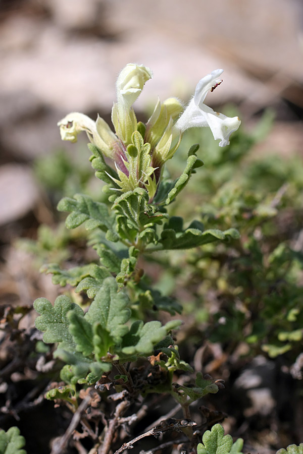 Изображение особи Dracocephalum nodulosum.