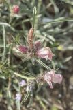 Convolvulus tauricus