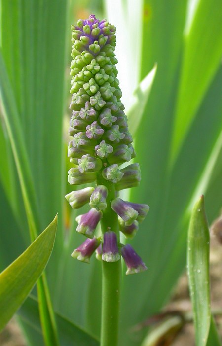 Изображение особи Leopoldia tenuiflora.