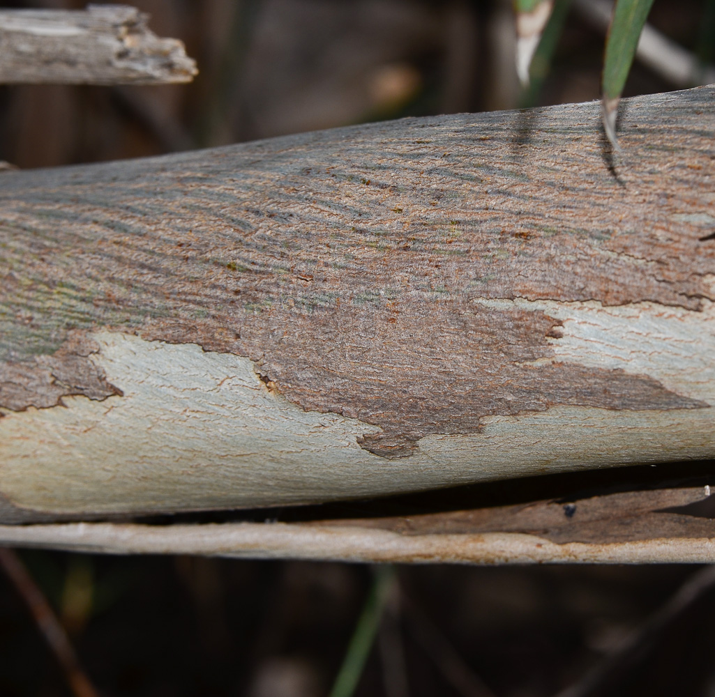 Изображение особи Eucalyptus leucoxylon.