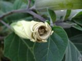 Datura innoxia