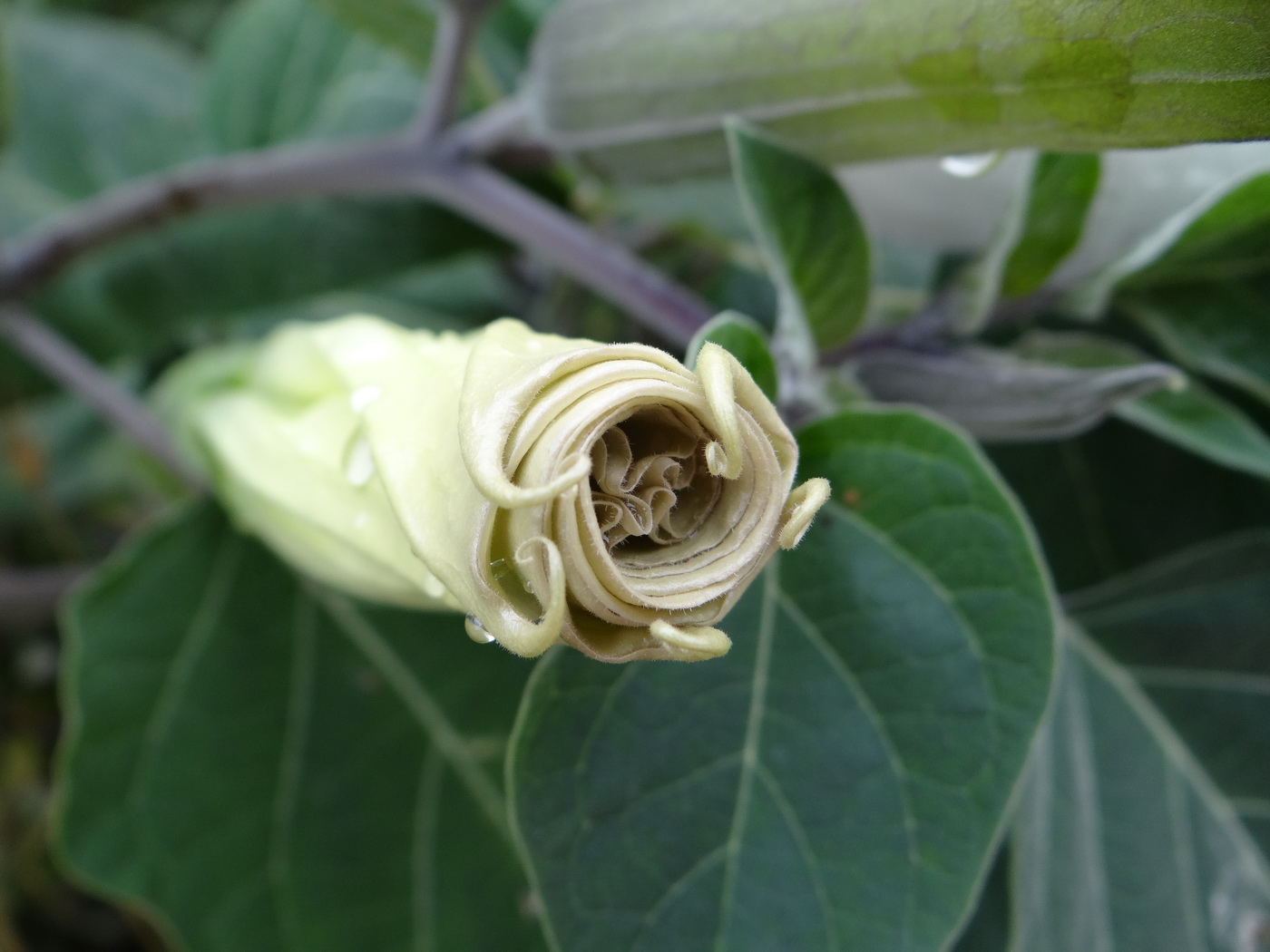 Image of Datura innoxia specimen.