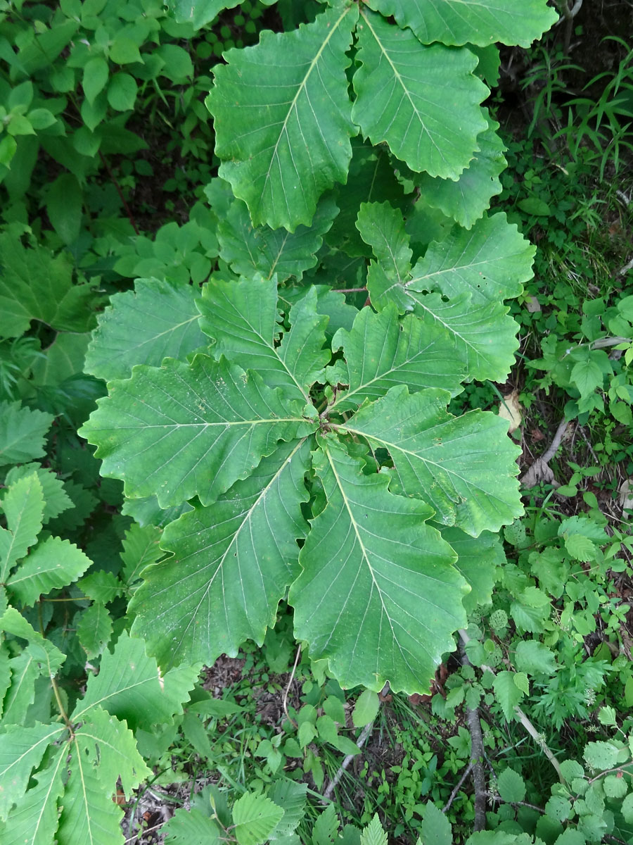 Изображение особи Quercus crispula.