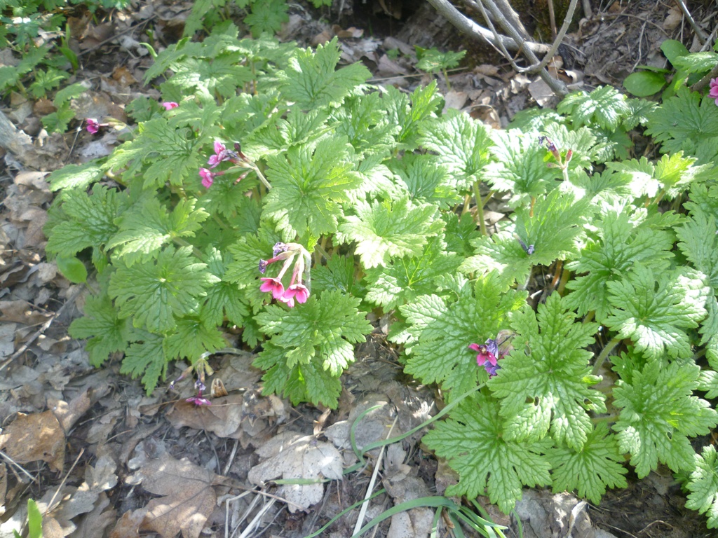 Image of Primula geranophylla specimen.