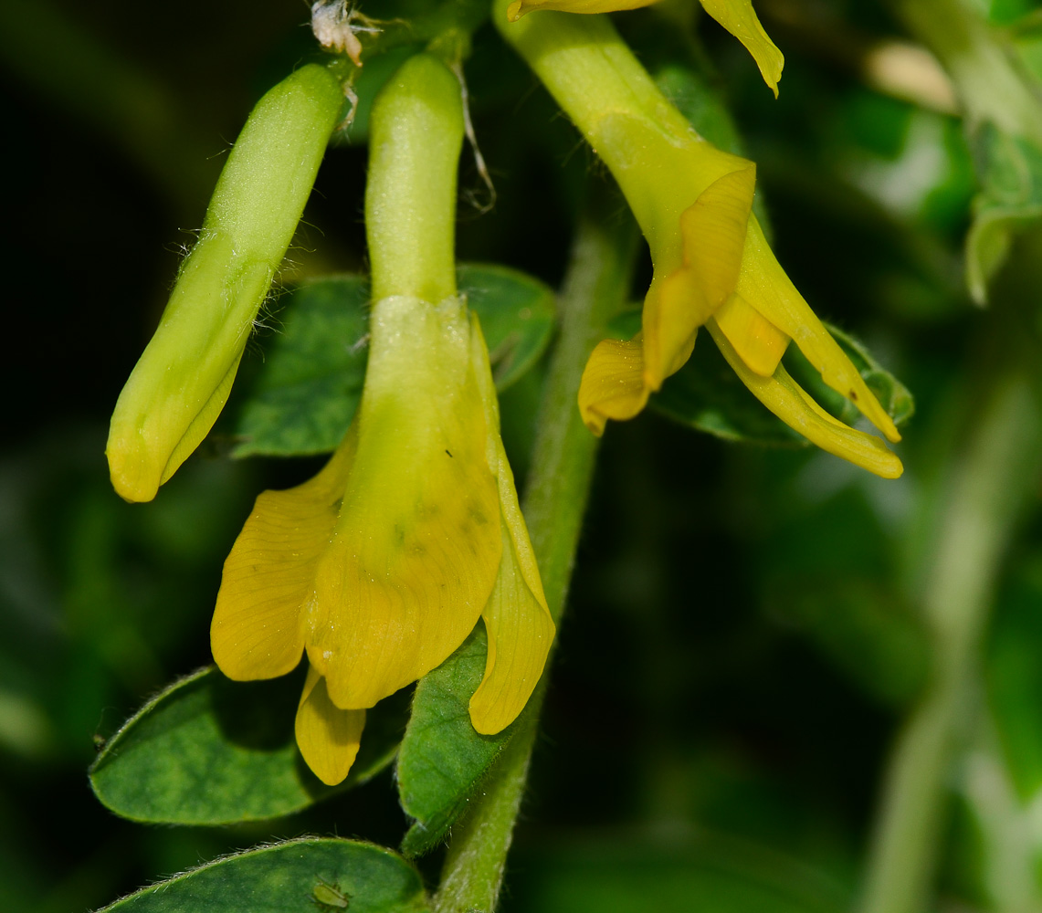 Image of Astragalus macrocarpus specimen.