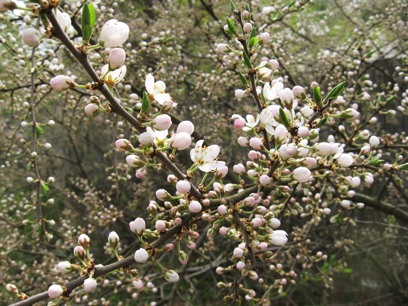Image of Prunus spinosa specimen.