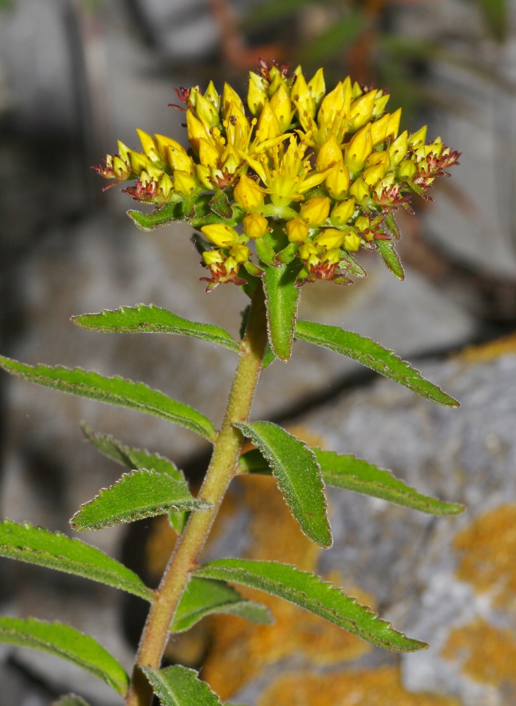 Image of Aizopsis × pilosa specimen.