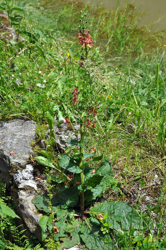 Изображение особи Verbascum &times; rubiginosum.