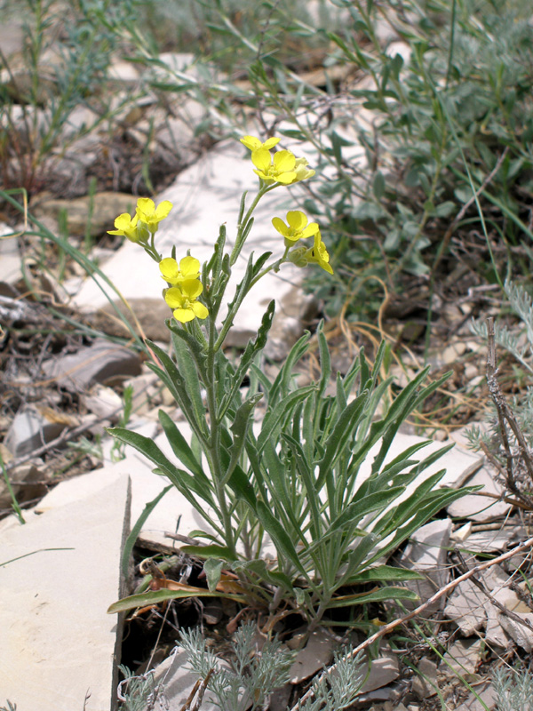 Image of Sterigmostemum caspicum specimen.