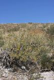 Lepidolopha talassica. Цветущее растение. Южный Казахстан, горы Алатау (Даубаба), южный склон вершины 1734. 16.07.2014.
