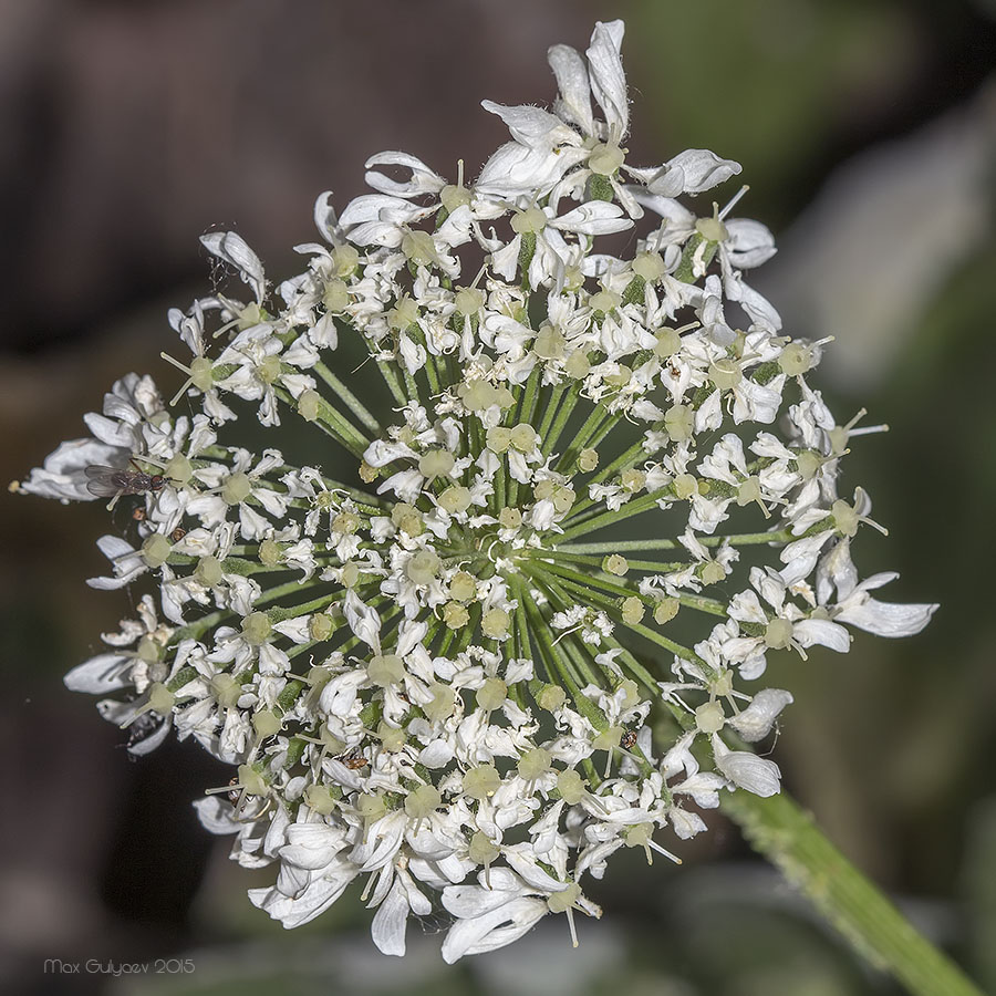 Изображение особи Heracleum stevenii.